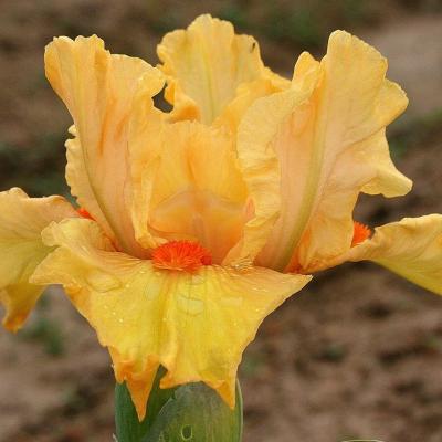 ORANGE BLOSSOM JUNCTION