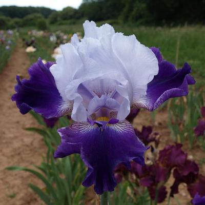 CHÂTEAU DE FOURCHAUD