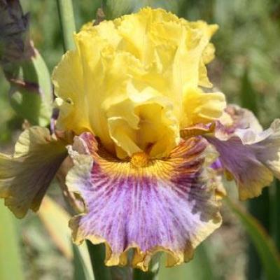 PRESQU'ÎLE À MARÉE BASSE