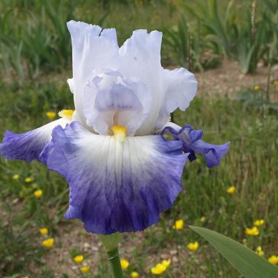 PURSUIT OF HAPPINESS