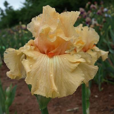 SHINE ON ME SUNSHINE