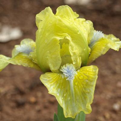 Staratel pas needles and pins